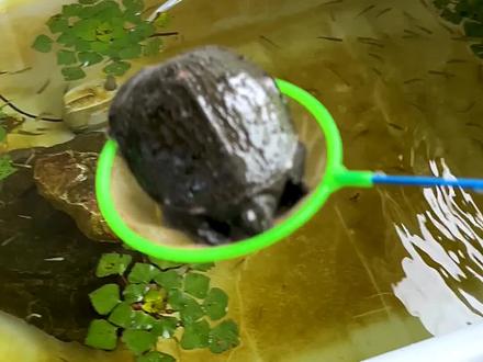 小鳖后续来了 ... #养鱼日记 #原生鱼 #甲鱼