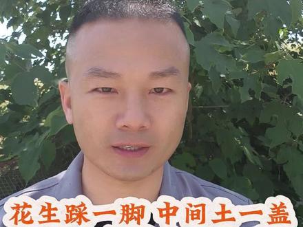 花生踩一脚,中间土一盖,就能坐等高产了?想的太简单了!#花生高产种植 #花生种植 #花生种植管理技术 #花生高产