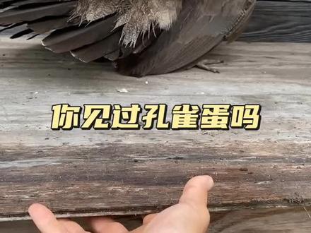 孔雀是如何下蛋的你知道吗#孔雀