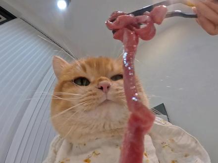 在马桶里干饭是什么体验#万物可爱计划 #猫咪 #猫咪吃播 #生骨肉