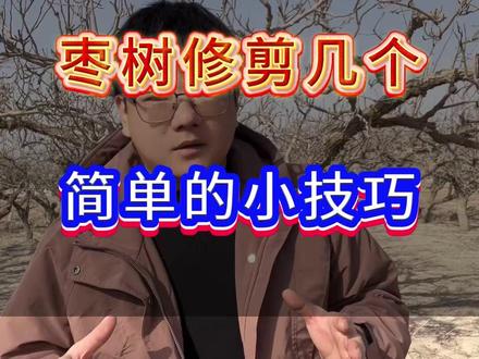 枣树修剪几个简单的小技巧 #新疆枣树 #枣树种植 #枣树管理技术 #枣树管理 #枣树