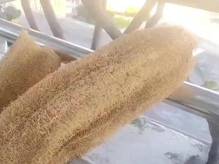 中国科学家用丝瓜作为隐身材料