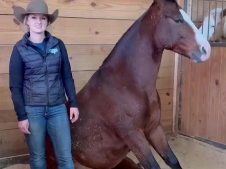 那些你不知道的马儿冷知识 #动物 #马 #冷知识 #万万没想到 #科普