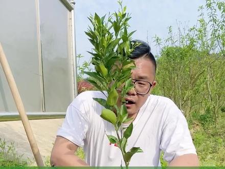 新买的耙耙柑容器苗不会种植?没关系,详细教程来了,好吃的耙耙柑等着你!#果树苗 #新农人计划2022