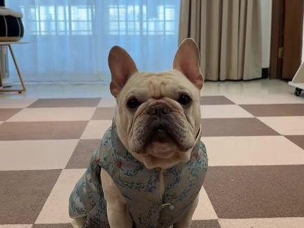 看看哪件新年皮肤好看#陀大嘴 #法斗#狗狗#给萌宠换上新年小马皮肤