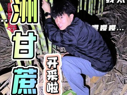 “偷”甘蔗的风,也是吹到角美来啦!#甘蔗 #偷甘蔗 #沙洲岛特大桥 #真人游戏 #搞笑