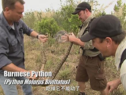 蟒蛇猎人:缅甸蟒险被秃鹫吃掉,身上被咬到溃烂,竟还坚强活着