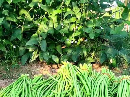 种豆角就选它!条形顺直,脆嫩清甜,摘完一茬又一茬! #豆角种子 #豇豆角种子 #长豆角种子 #豆角种植 #豆角高产技术