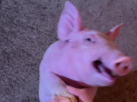 别哭啦,给你买糖吃 #小猪 #它好像个宝宝 #治愈系动物