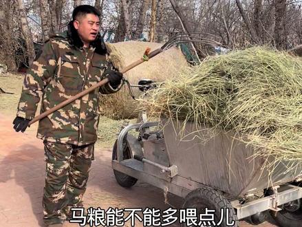 喂马要少食多餐 具体喂了几遍大家自己查吧#毕成#我是毕教练#科尔沁骑马场#养马#科学养马