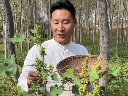 你们小时候玩过这个吗?喜欢粘在衣服上,动物的皮毛上,你们那里都叫它什么名字呢?评论区一起来说一下吧!#植物科普 #苍耳 #新农人计划2023