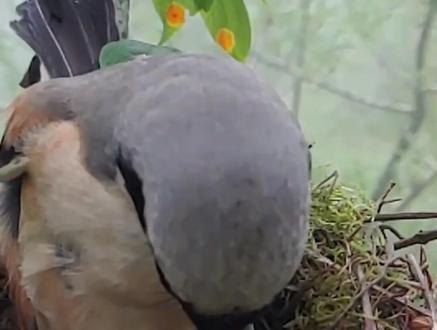 奇妙的鸟:棕背伯劳#神奇动物在抖音 #爱鸟护鸟 #鸟宝宝