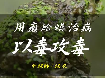 五毒之首的癞蛤蟆,它的毒液一斤八万块#癞蛤蟆#蟾蜍 #蟾酥 #毒液 #剧毒