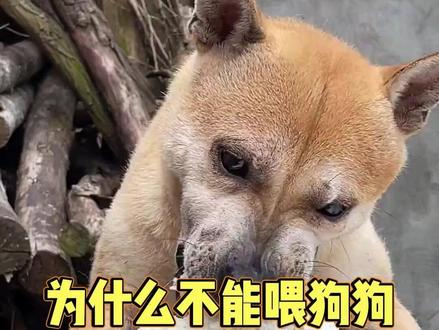 为什么不能喂狗狗吃米饭面条#狗狗 #科学养宠攻略 #萌宠出道计划 #新手养狗养宠