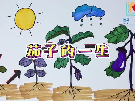 茄子是怎么长大的呢?百科知识简笔画。#幼儿教育 #简笔画 #百科知识 #萌知计划 @抖音青少年