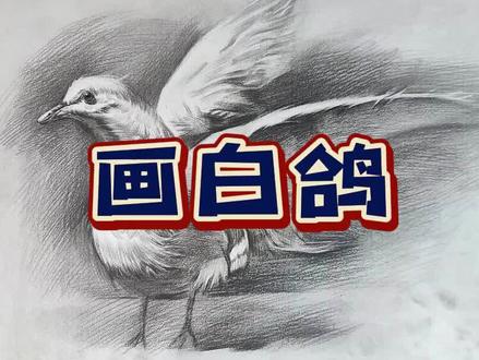 今日分享白鸽画法 ,希望可以帮助到各位#素描 #一起学画画 #美术生 #白鸽 @抖音小助手