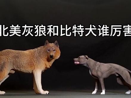 北美灰狼和比特犬谁厉害