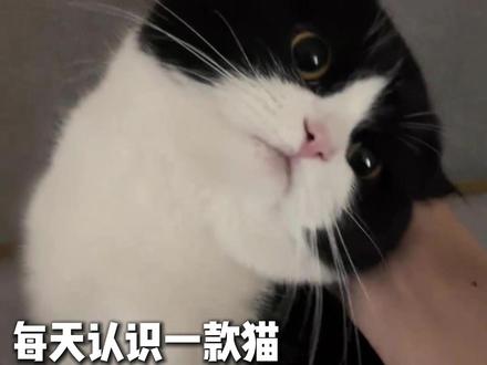 神经猫咪奶牛猫 #记录猫咪日常 #萌宠出道计划 #养猫人