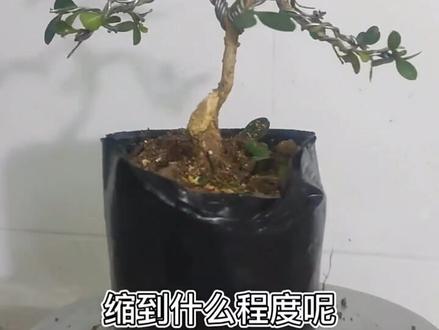 #一起学习探讨盆景 瓜子黄杨#盆景 #盆景设计
