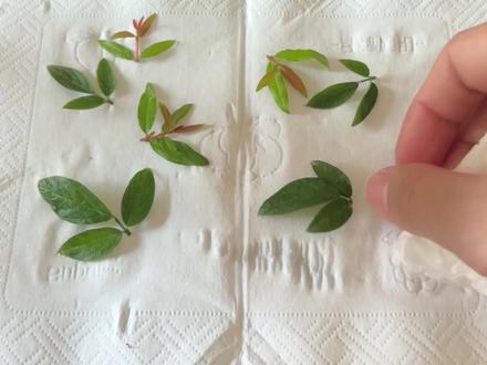 #潮汕#红花仙草#手工diy 潮汕人的标配😍红花🌺仙草🌿 做成小挂件常戴身边,期待好运的到来✌️