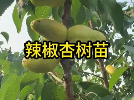辣椒杏树苗嫁接杏子树苗盆栽地栽耐寒耐旱南北方种植正宗云南贵州#辣椒杏树苗 #优质种苗 #杏树苗 #口感非常好