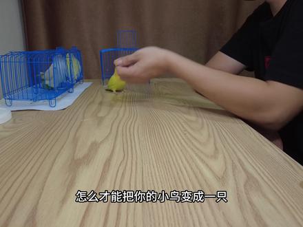鹦鹉怎么训练跟好玩?今天训练了僵尸跳,就突出四个字:得寸进尺 #鹦鹉 #鹦鹉怎么训练 #鹦鹉怎么养 #训鸟