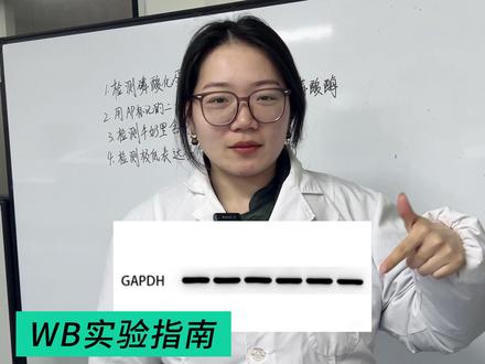 一步解析!8个异常WB条带! #WB #科研狗的日常 #实验室日常 #研究生 #导师