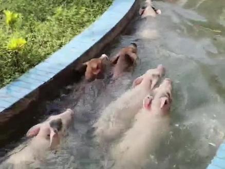 原来吕子乔说的是真的,有一群母猪排着队跳水了!