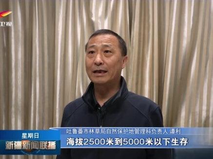 3月22日新疆卫视《新疆新闻联播》播出:雪豹迷路误入沙漠成功获救