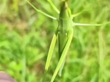 网友们这么有才,游书朗知道吗,哈哈哈哈哈