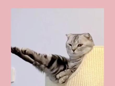 解读猫猫的几种日常行为语言,它在悄悄对你说……#记录猫咪日常 #猫咪 #新手养猫 #萌宠出道计划 #猫咪的迷惑行为