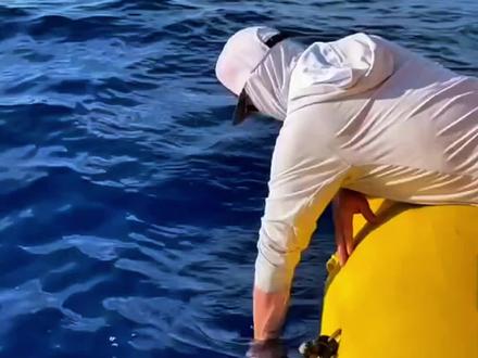 鲸鱼比你想象的更危险#鲸鱼