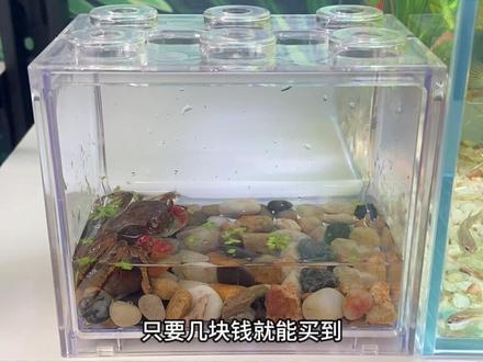 十元内的宠物相手蟹,饲养简单,用个塑料盒养就行。