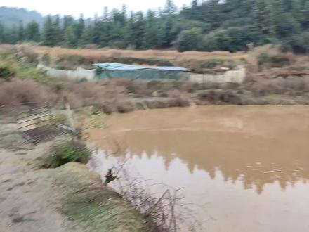 这些幽灵鸭要上天了,尝到一次甜头,就一发不可收拾。