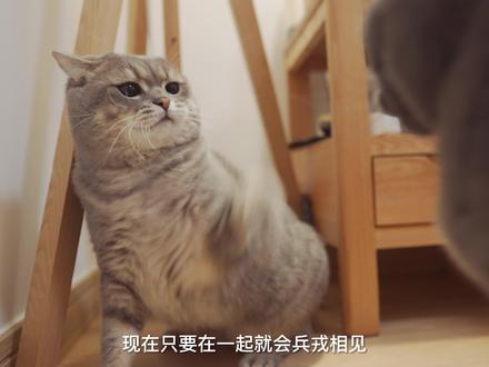 从小关系就不错的两只猫咪,居然会反复成仇,大打出手?我用这这个办法给他们重新介绍彼此。#我和我的猫 #治愈猫咪