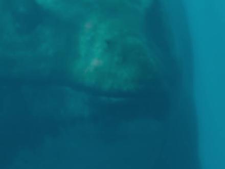 白垩纪时期的海洋霸主! #史前巨兽 #沧龙 #白垩纪