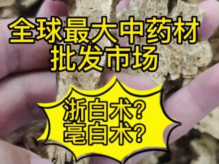 #中药材 #白术 #冷知识 浙白术?亳白术有什么讲究?