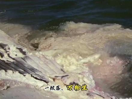 大海不会说话。但一头30吨巨鲸的生命逝去,在寸草不生的深渊上,点燃了跨越世纪的生存焰火。#动物世界 #生物科普 #鲸落 #深海 #青年创作者成长计划