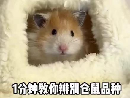 一分钟教你认识仓鼠品种