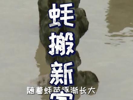 生蚝需不需要搬家?