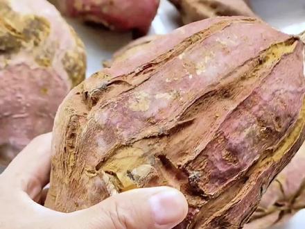 红薯裂果的几种原因,你知道吗?不知道的赶紧收藏#地瓜 #红薯 #甘薯 #烟薯25 #烟薯 #农作物 #蜜薯 #农产品 #西瓜红 #红薯裂果