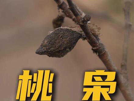 趁着没出正月十五,赶紧摘桃枭了 #桃枭