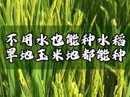 没有水也能种稻谷了玉米地小麦都可以种植旱稻3015#水稻 #水稻种植 #稻谷 #旱稻 #旱稻种植