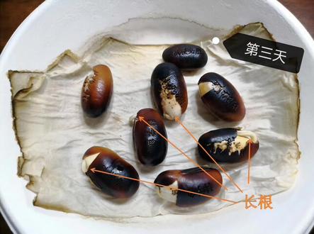 四下《植物的生长变化》单元拓展1.1神奇的魔豆种子 #四下科学 #植物的生长变化 #单元拓展 #神奇的魔豆种子
