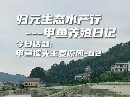 甲鱼养殖究竟难不难(二十一)甲鱼摇头-02#甲鱼 #养殖 #经验分享