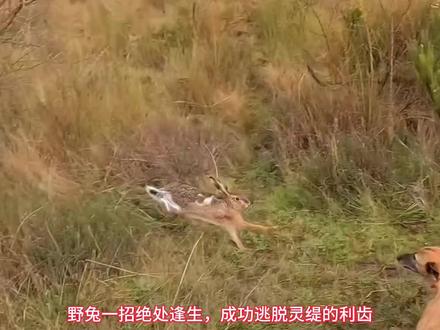 生死时速:灵缇与野兔的终极对决#神奇动物在抖音 #动物科普 #动物世界精彩瞬间 #灵缇犬 #野兔