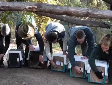 好暖心!澳大利亚考拉在森林大火后重回自然