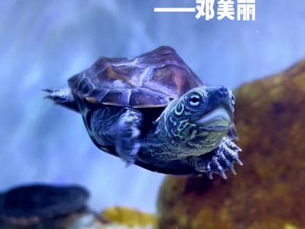 新龟如何快速养定,草龟大苗有多丑萌,美丽用一个简短的视频给大家分享,希望可以帮助到各位新龟友。#新手养龟 #养龟日记 #养龟 #龟苗