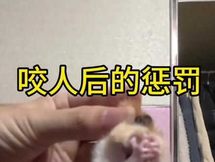 小小惩罚一下咬人的小仓鼠#金丝熊 #宠物出道计划 #养鼠日常