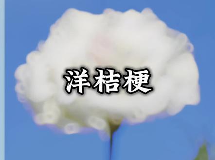 好看的不是花,而是陪你一起看花的人#洋桔梗#花语#情感共鸣